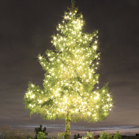 Holiday Lights