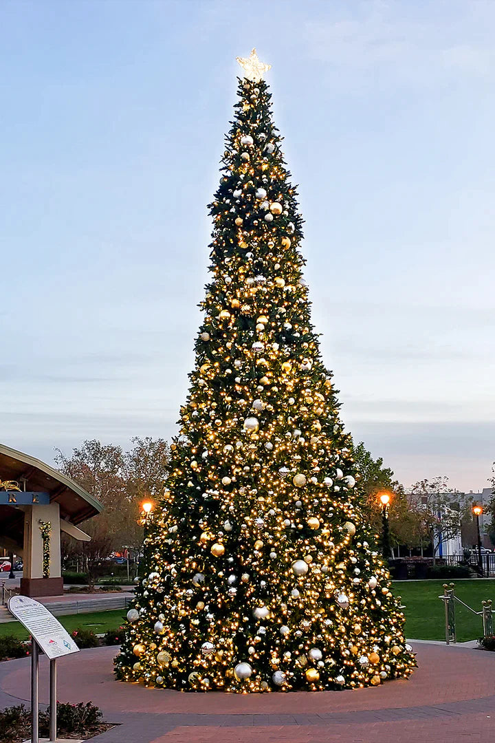 Sequoia Tree Collection