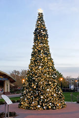 Sequoia Tree Collection