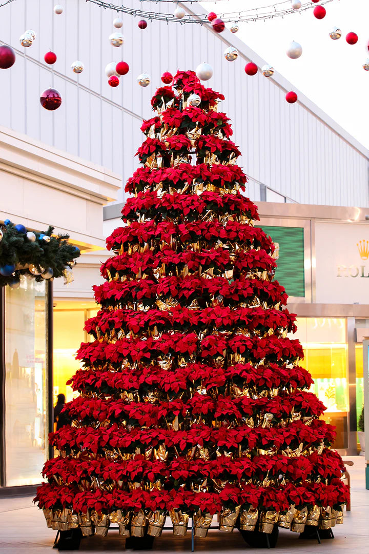 Manually Watered Poinsettia Tree Collection